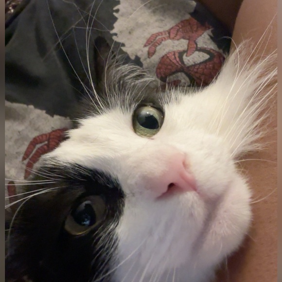 meekmeowz